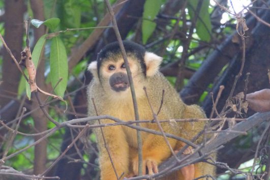 National Park Madidi / Jungle Tour